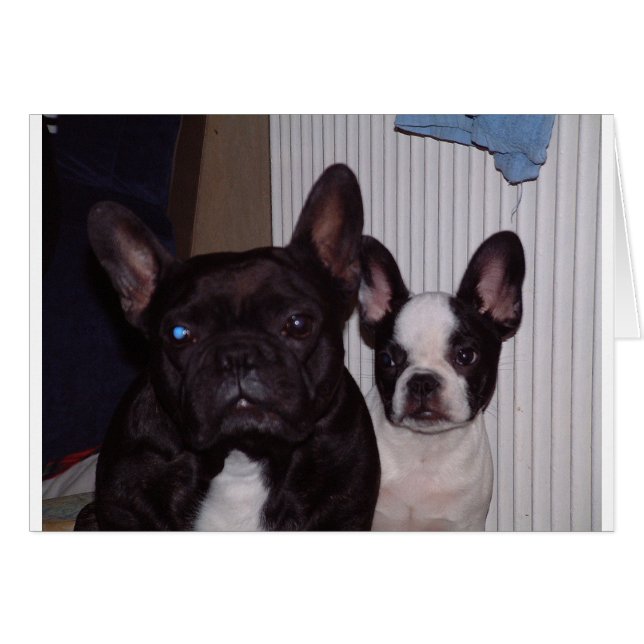 2 french bulldogs.png (Front Horizontal)