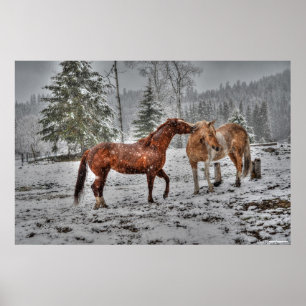 2 Friendly Ranch Horses, Dun, Palomino Paint Photo Poster