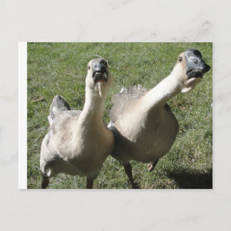 2 geese a honking postcard