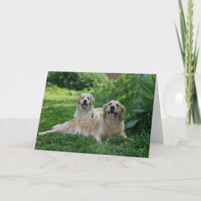 2 Golden Retrievers Laying in Grass Card (Front)