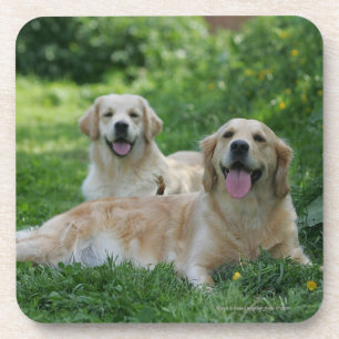 2 Golden Retrievers Laying in Grass Coaster