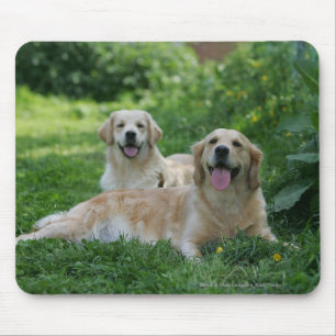 2 Golden Retrievers Laying in Grass Mouse Mat