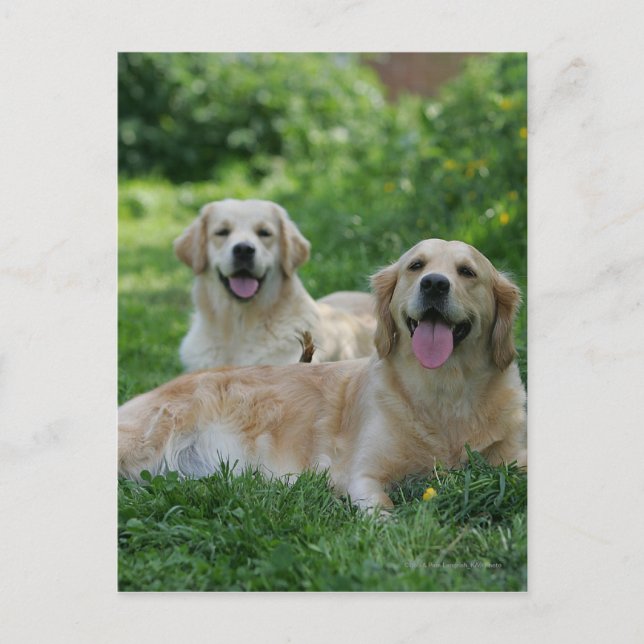 2 Golden Retrievers Laying in Grass Postcard (Front)