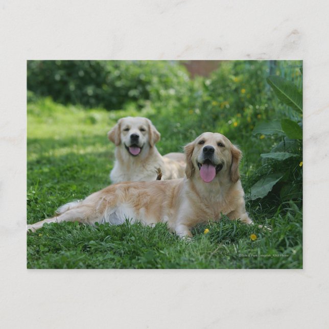 2 Golden Retrievers Laying in Grass Postcard (Front)