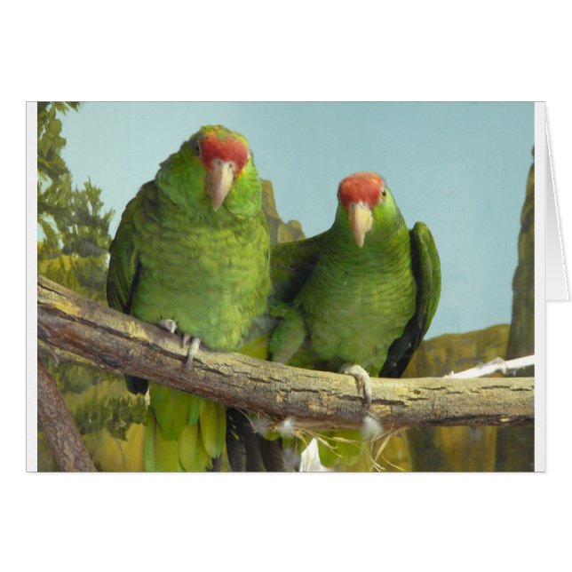 2 green parrots (Front Horizontal)