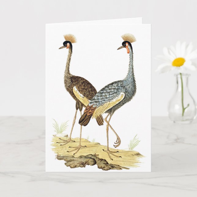 2 Grey Crowned Crane Birds Vintage Art Card (Small Plant)