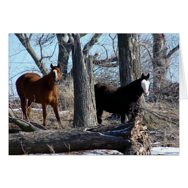 2 Horses (Front Horizontal)