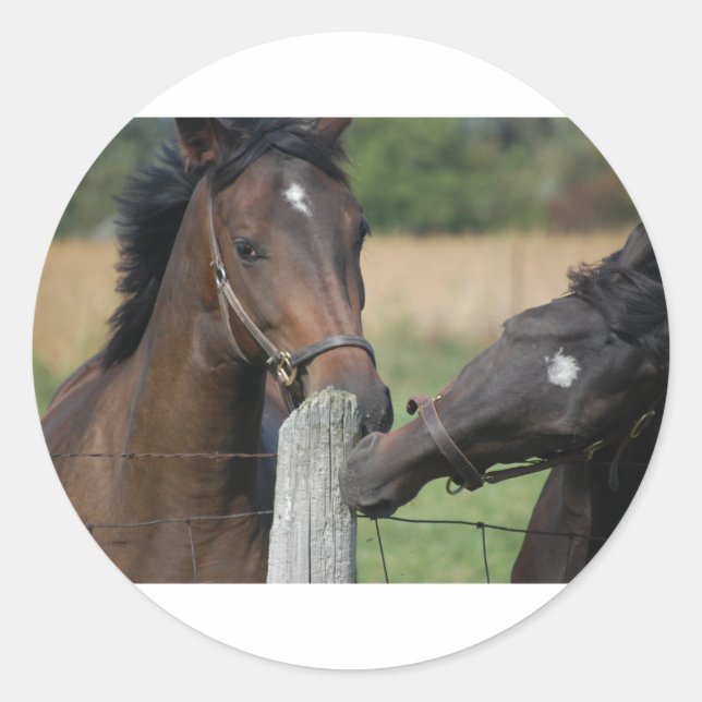 2 Horses Chewing a Fence Post Classic Round Sticker (Front)