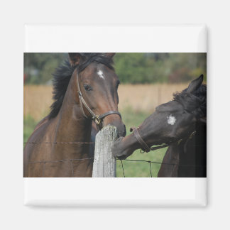2 Horses Chewing a Fence Post Magnet