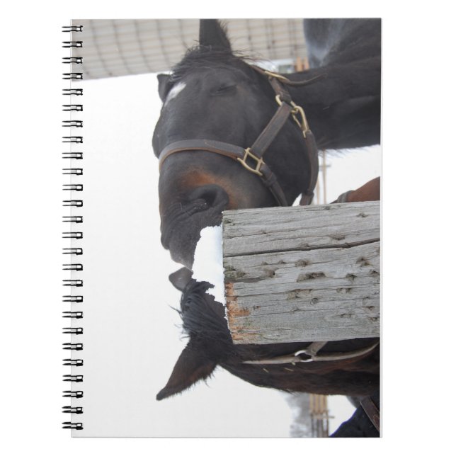 2 Horses chewing on a Snowy Fence Notebook (Front)