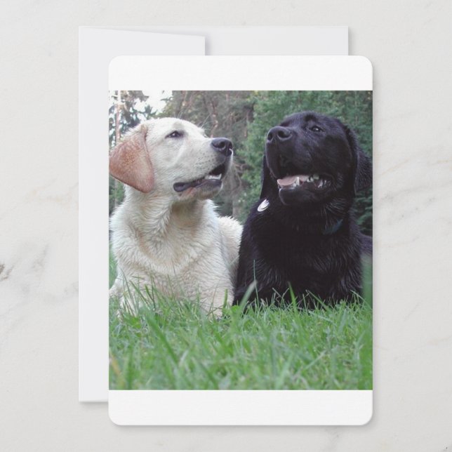 2 labs.png (Front)