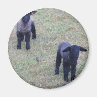 2 Lambs Magnet