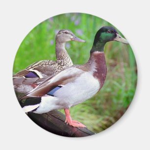 2 Mallards On a Fence Magnet