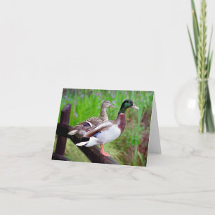 2 Mallards On a Fence Note Card