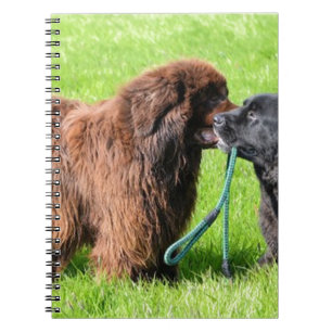 2 newfies.png notebook