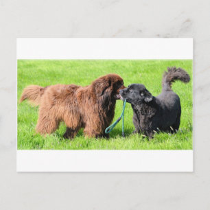 2 newfies.png postcard