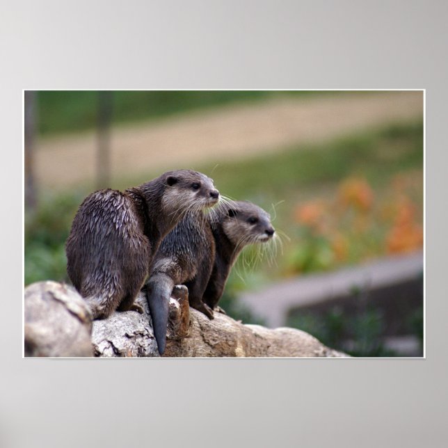 2 otters poster (Front)