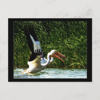 2 Pelicans Postcard