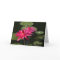 2 pink water lilies greeting card #1  7711