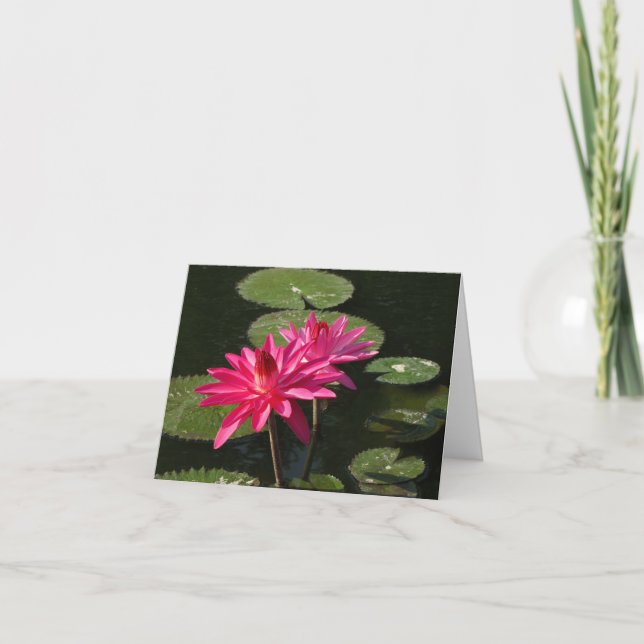 2 pink water lilies greeting card #1  7711 (Front)