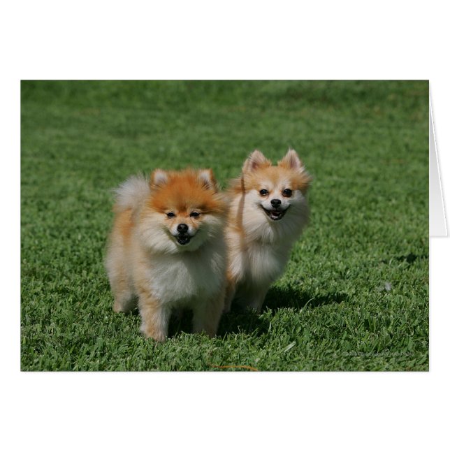 2 Pomeranians Looking at Camera (Front Horizontal)