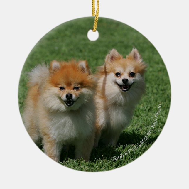 2 Pomeranians Looking at Camera Ceramic Tree Decoration (Front)