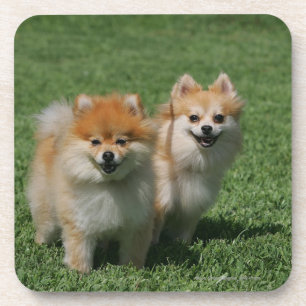 2 Pomeranians Looking at Camera Coaster