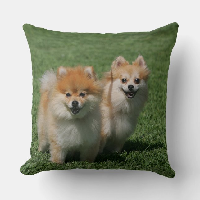 2 Pomeranians Looking at Camera Cushion (Front)