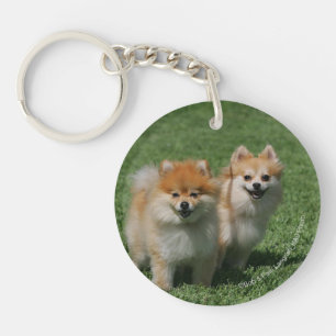 2 Pomeranians Looking at Camera Key Ring