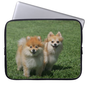 2 Pomeranians Looking at Camera Laptop Sleeve