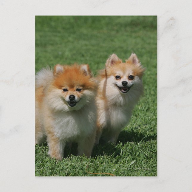 2 Pomeranians Looking at Camera Postcard (Front)