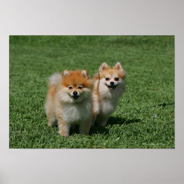 2 Pomeranians Looking at Camera Poster (Front)