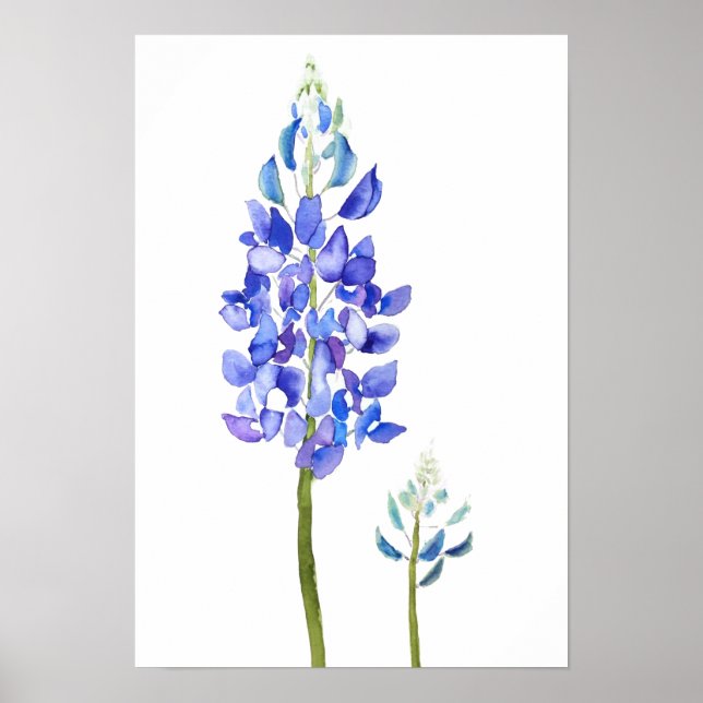 2 purple and blue  botanical bluebonnet watercolor poster (Front)