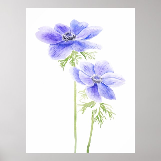 2 purple anemone in bloom poster (Front)