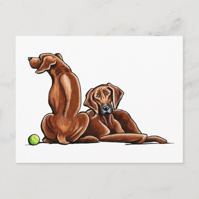 2 Rhodesian Ridgebacks Postcard (Front)