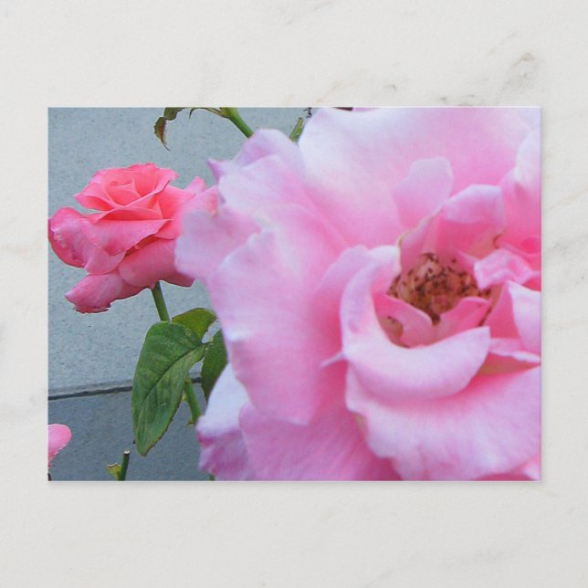2 Roses Postcard (Front)