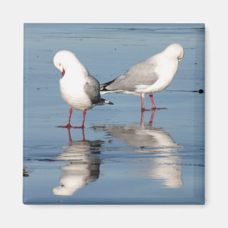 2 Seagulls on a Beach Magnet