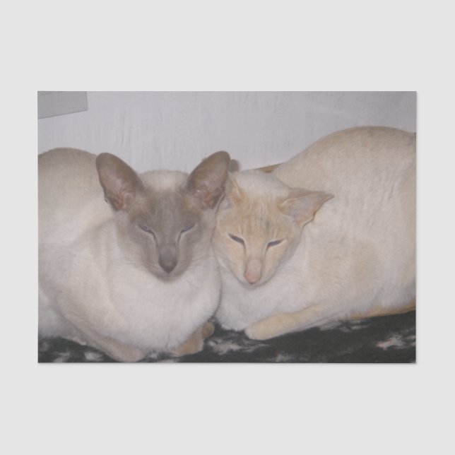 2 siamese tissue paper (Front)