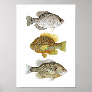 2 Sunfish & a Crappie Art Poster