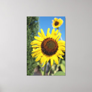 2 Sunflowers Canvas Print