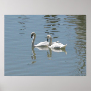 2 Swans Poster