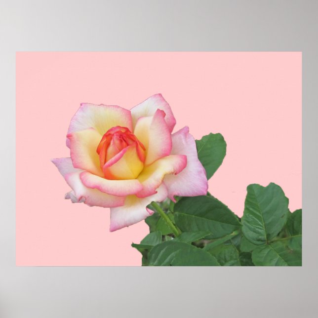 2-Tone Pink Rose Poster (Front)