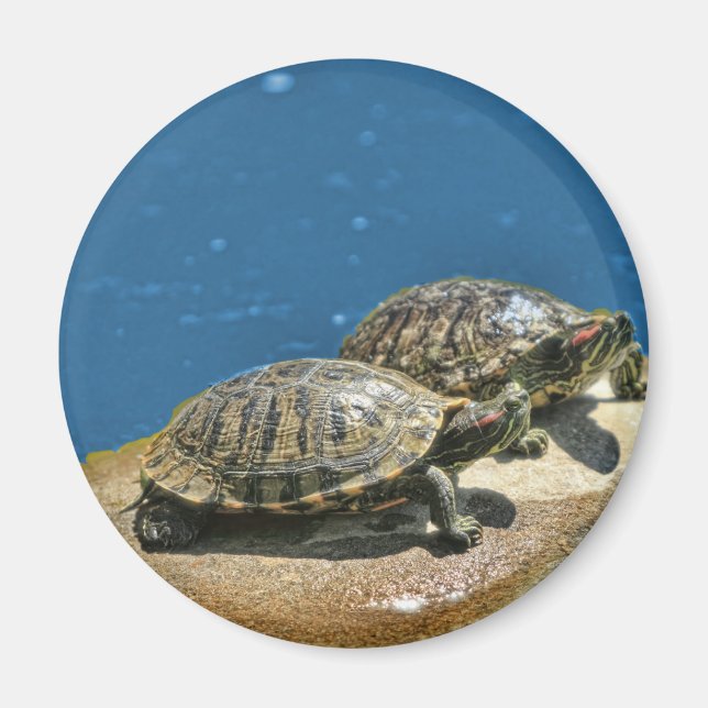 2 turtles  on a rock magnet (Front)