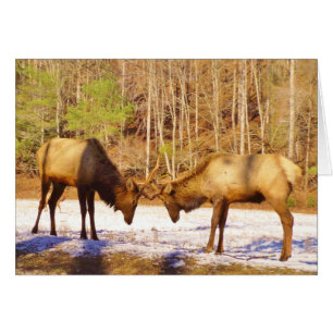2~ two Bull Elk in the snow