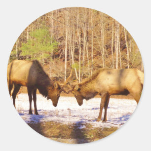 2~ two Bull Elk in the snow Classic Round Sticker