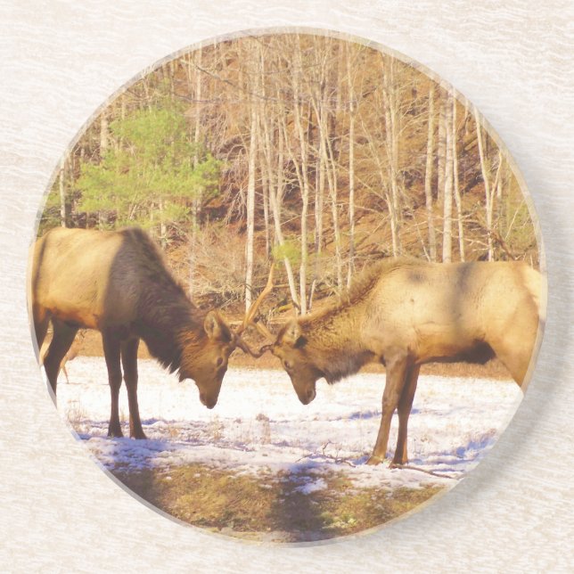 2~ two Bull Elk in the snow Coaster (Front)