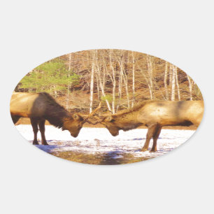 2~ two Bull Elk in the snow Oval Sticker