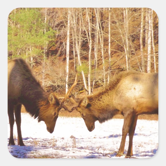2~ two Bull Elk in the snow Square Sticker (Front)