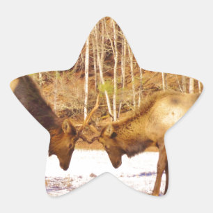 2~ two Bull Elk in the snow Star Sticker