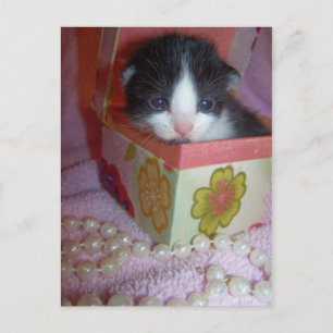 2 week kitten postcard